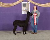 alpaca for sale