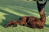 alpaca for sale