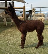 alpaca for sale