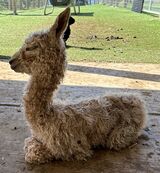 alpaca for sale
