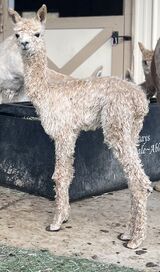 alpaca for sale