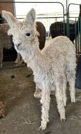alpaca for sale