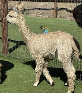 alpaca for sale