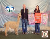 alpaca for sale