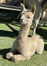 alpaca for sale
