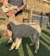 alpaca for sale