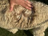 alpaca for sale