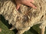 alpaca for sale
