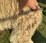 alpaca for sale