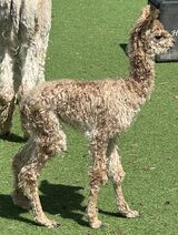 alpaca for sale
