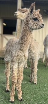 alpaca for sale