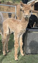 alpaca for sale