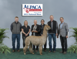 alpaca for sale