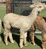 alpaca for sale