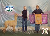 alpaca for sale