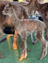 alpaca for sale