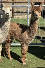 alpaca for sale