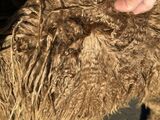 alpaca for sale