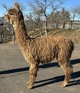 alpaca for sale