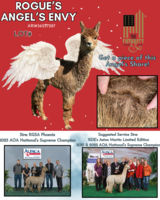 alpaca for sale