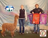 alpaca for sale