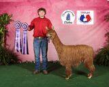 alpaca for sale