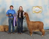 alpaca for sale