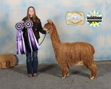 alpaca for sale