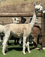 alpaca for sale
