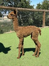alpaca for sale