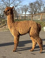alpaca for sale