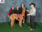 alpaca for sale