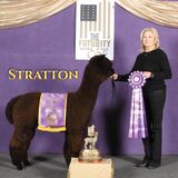 alpaca for sale