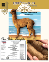 alpaca for sale