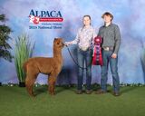 alpaca for sale