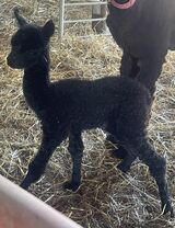 alpaca for sale