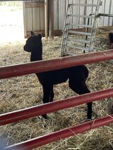 alpaca for sale