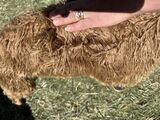 alpaca for sale