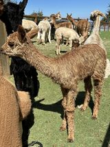 alpaca for sale