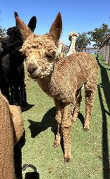 alpaca for sale