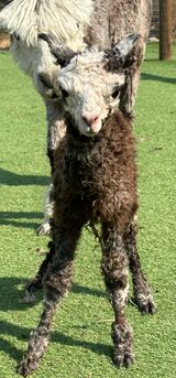 alpaca for sale