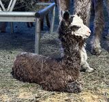 alpaca for sale