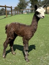 alpaca for sale