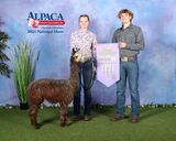 alpaca for sale