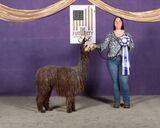 alpaca for sale