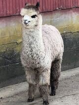 alpaca for sale