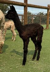 alpaca for sale