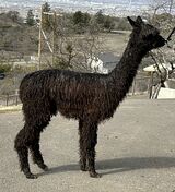 alpaca for sale