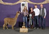 alpaca for sale