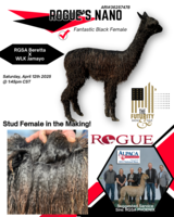 alpaca for sale